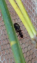 Calodromius spilotus