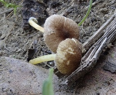 Pluteus romellii