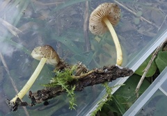 Pluteus romellii