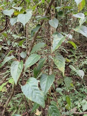 Schisandra sphenanthera