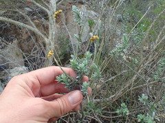 Helichrysum anomalum