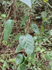 Schisandra sphenanthera