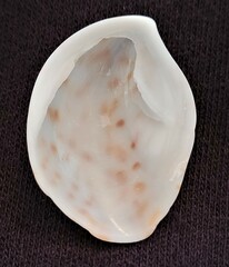 Crepidula maculosa
