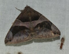 Bastilla arcuata