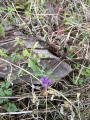Lycaena
