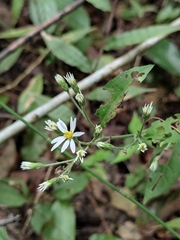Aster ageratoides