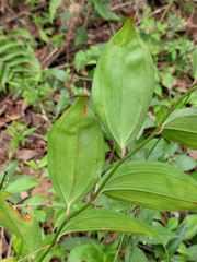 Polygonatum odoratum