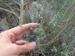 Helichrysum anomalum