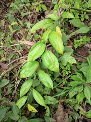 Polygonatum odoratum
