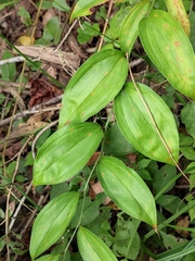 Polygonatum odoratum