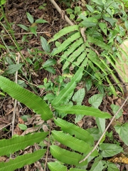 Menisciopsis penangiana