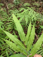Menisciopsis penangiana