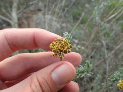Helichrysum anomalum