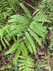 Menisciopsis penangiana