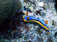 Chromodoris elisabethina