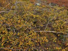 Betula alpestris