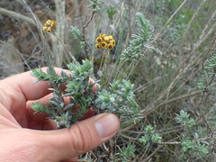 Helichrysum anomalum