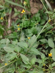 Bidens biternata