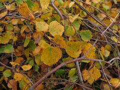 Betula alpestris