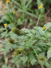 Bidens biternata