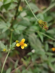 Bidens biternata