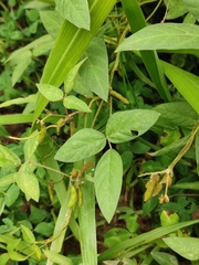 Glycine max soja