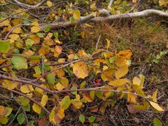 Betula alpestris