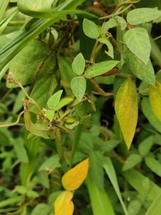 Glycine max soja