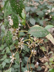 Cuscuta japonica