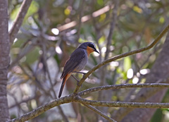 Cossypha caffra caffra