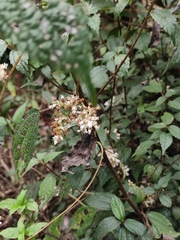 Cuscuta japonica