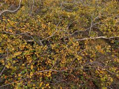 Betula alpestris