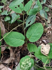 Jasminanthes mucronata