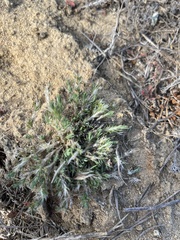 Cardionema ramosissimum