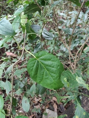 Jasminanthes mucronata