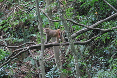 Macaca mulatta
