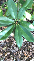 Photinia serratifolia