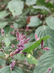 Strobilanthes dimorphotricha