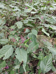 Strobilanthes dimorphotricha
