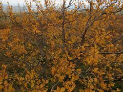 Betula alpestris