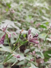 Strobilanthes dimorphotricha