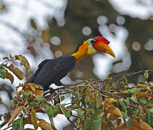 Wrinkled Hornbill