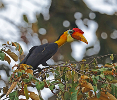 Rhabdotorrhinus corrugatus