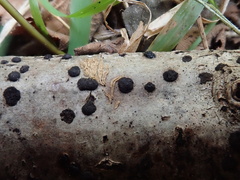 Hypoxylaceae
