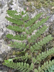 Microlepia pseudostrigosa