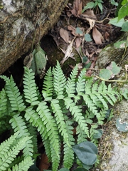 Microlepia pseudostrigosa