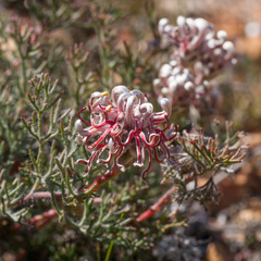 Serruria gremialis