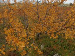 Betula alpestris