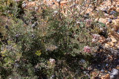 Serruria gremialis