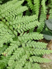 Microlepia pseudostrigosa